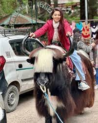 Woman in red coat riding a yak in a lively market of manali